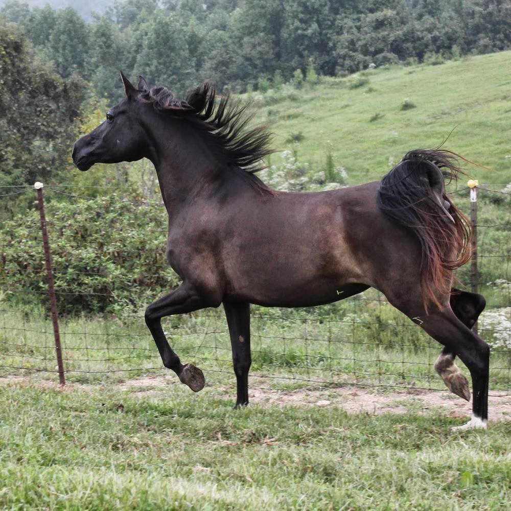 Meet your Posher, Nadine